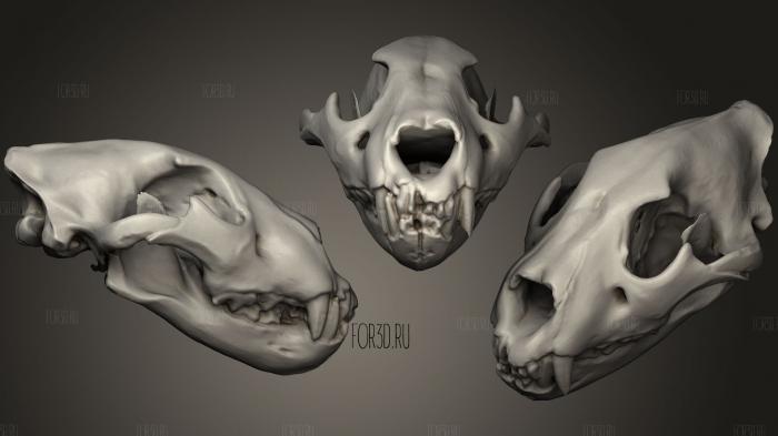Animal Skulls 0219 stl model for CNC